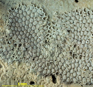 Figularia figularis