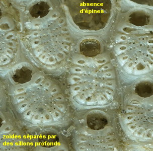 Figularia figularis