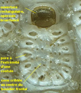 Figularia figularis