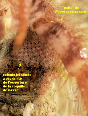 Hagiosynodos latus