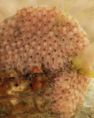 Hagiosynodos latus