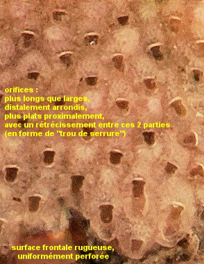 Hagiosynodos latus