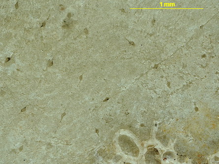 Immergentia suecica