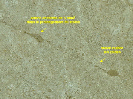 Immergentia suecica