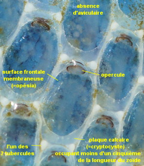 Jellyella tuberculata