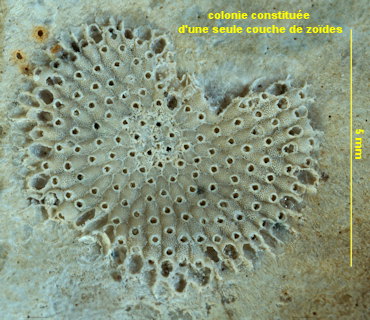 Prenantia cheilostoma