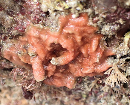 Schizomavella cornuta