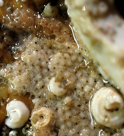Schizoporella