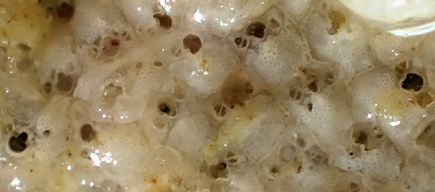 Schizoporella