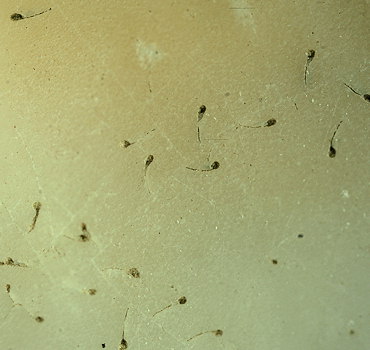 Spathipora