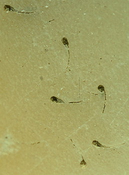 Spathipora