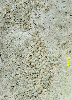 Trypostega venusta