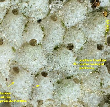 Trypostega venusta