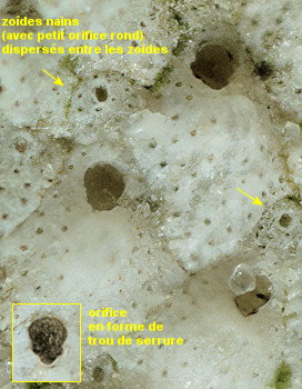 Trypostega venusta