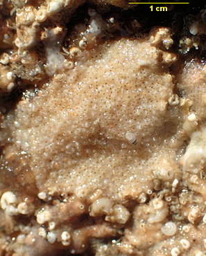Turbicellepora avicularis