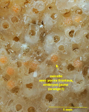 Turbicellepora avicularis