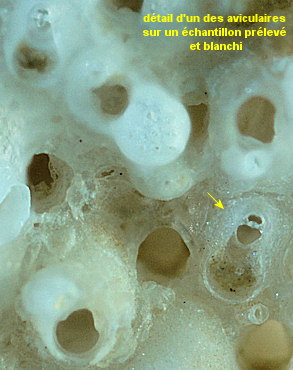 Turbicellepora avicularis