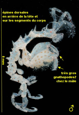 Caprella erethizon
