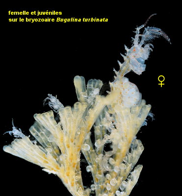 Caprella erethizon