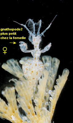 Caprella erethizon