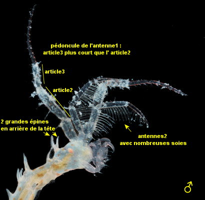 Caprella erethizon