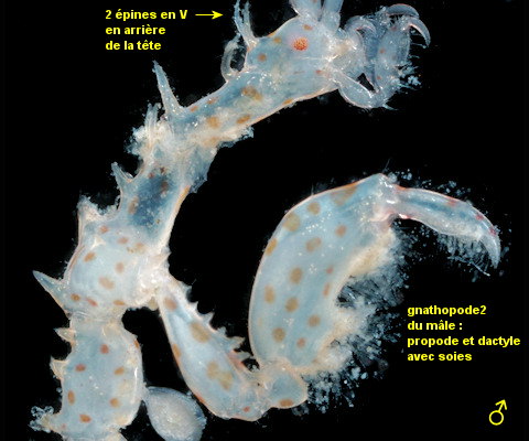 Caprella erethizon
