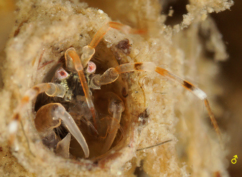 Ericthonius didymus
