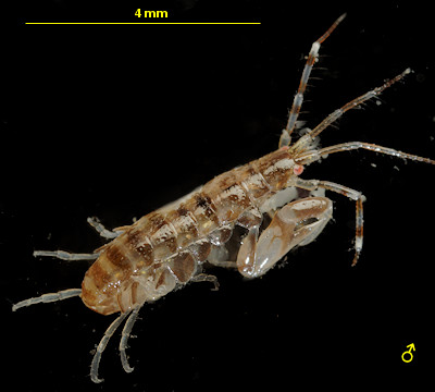 Ericthonius didymus