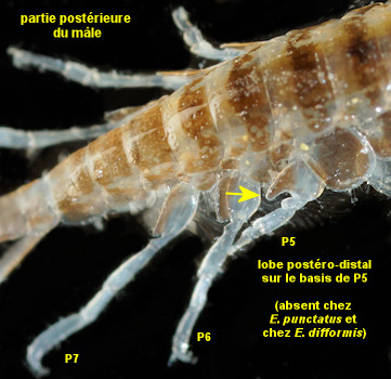 Ericthonius didymus