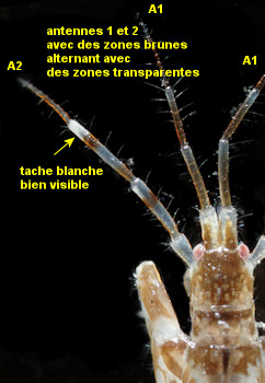 Ericthonius didymus