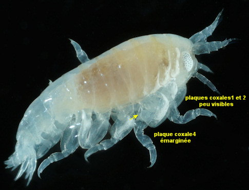 Perrierella audouiniana