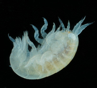 Perrierella audouiniana