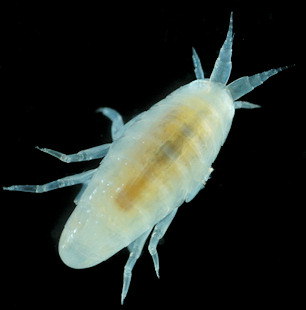 Perrierella audouiniana