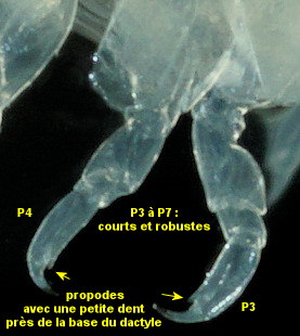 Perrierella audouiniana