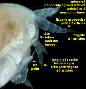 Perrierella audouiniana