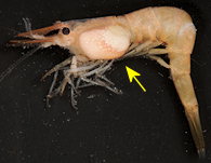 parasite d'une crevette de la famille des bopyridés