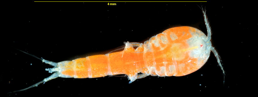 Hersiliodes latericius