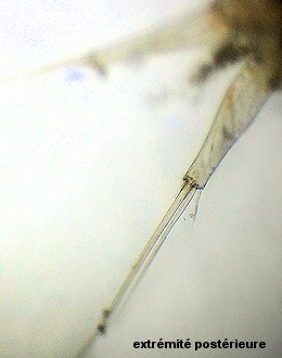 Hersiliodes latericius