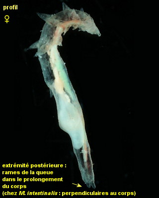 Mytilicola orientalis