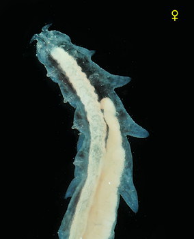 Mytilicola orientalis