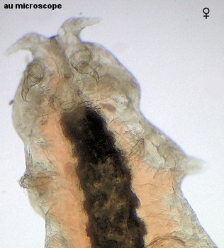 Mytilicola orientalis