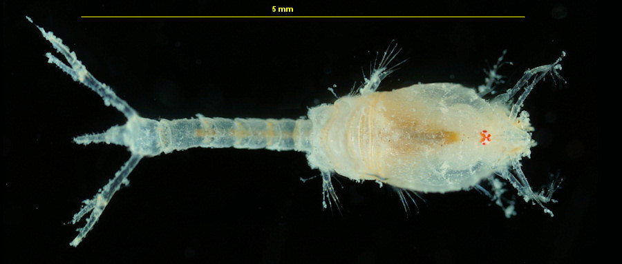 Diastylis