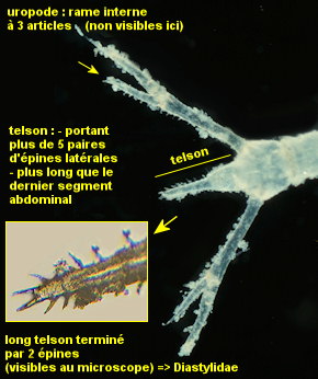 Diastylis