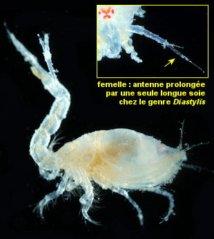 Diastylis