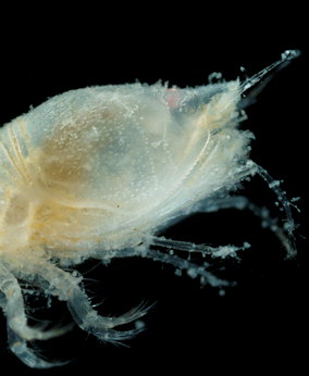 Diastylis