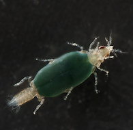 gnathiidae : larve (=praniza)