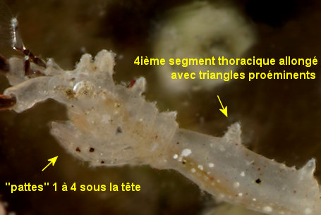 Astacilla damnoniensis