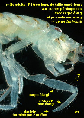 Ianiropsis serricaudis