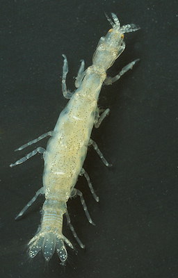 Paranthura nigropunctata