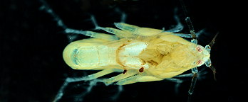 Megaluropus agilis
